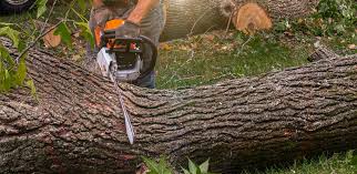 How Our Tree Care Process Works  in  Woodbridge, VA