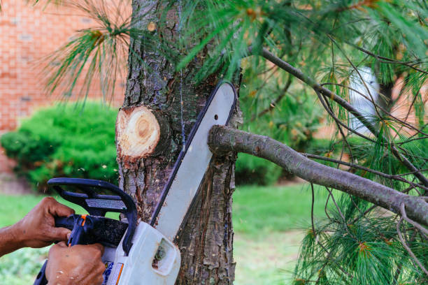 Best Hazardous Tree Removal  in Woodbridge, VA